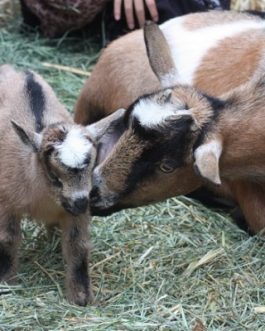 ALPINE DAIRY GOAT