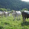 Buy GASCON CATTLE online