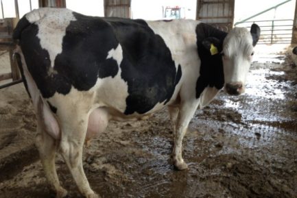 Buy PREGNANT HOLSTEIN HEIFERS