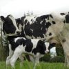 PRIM HOLSTEIN CATTLE