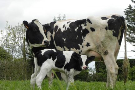 PRIM HOLSTEIN CATTLE