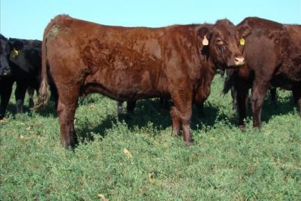 Buy SALERS CATTLE